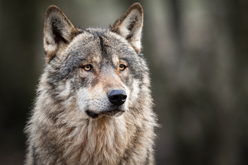 Portrait of grey wolf in the forest - obrazy, fototapety, plakaty