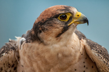 Lannerfalke