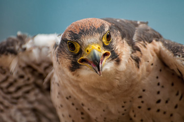 Lannerfalke