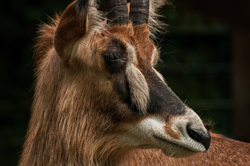Pferdeantilope