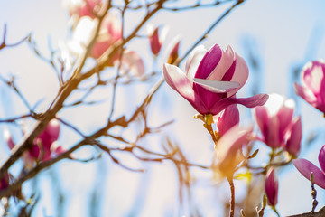 Close Up of Magnolia Flower with Orange Flare on Blurred Background.