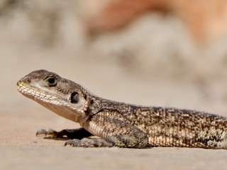 Lagarto al sol.