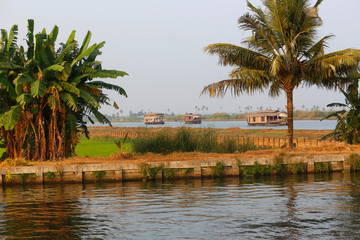 House boats with cocouny palm foreground, Allepey, Kerala, India