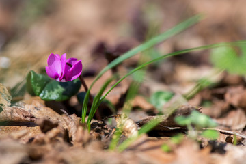 Clouse-up of spring blooms of pink cyclamens  in the forest. Primroses. . Cyclamen hederifolium ( ivy-leaved cyclamen or sowbread ) selective focus, copy space