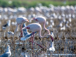 Flamencos durante las migraciones.