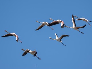 Flamencos al vuelo durante la migración.