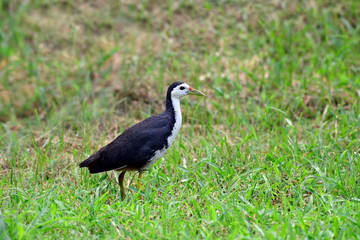 White breasted water hen, Amaurornis phoenicurus, Central Park, Salt Lake, Kolkata, West Bengal, India