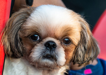 Cute little curious brown and white Shisu dog looking at the camera