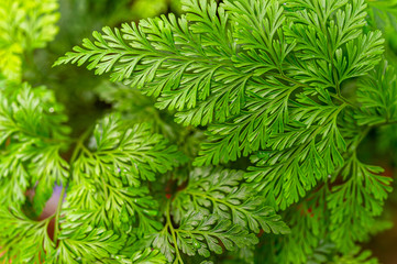 Beautiful fresh green fern leaves as texture background