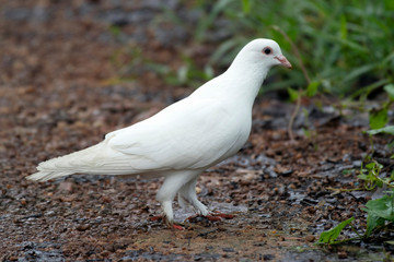 White pigeon, Columba livia domestica, Daudpur, Egra, Purba Medinipur, West Bengal, India