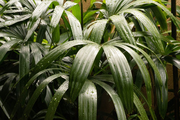 Fototapeta premium Miniature Bamboo leaves in garden with rain drops