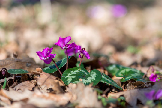Clouse-up of spring blooms of pink cyclamens  in the forest. Primroses. . Cyclamen hederifolium ( ivy-leaved cyclamen or sowbread ) selective focus, copy space