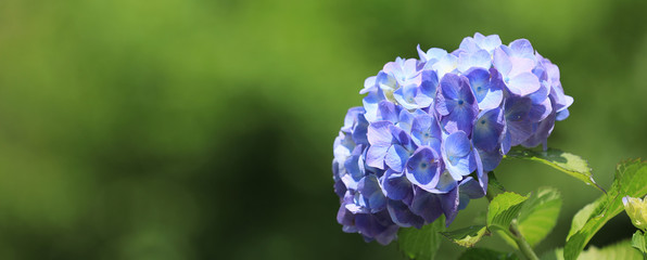 アジサイ　紫陽花　アジサイのアップ　あじさい