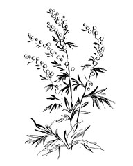 Line drawing field of the plant wormwood on white background. Hand-drawn vector illustration.
