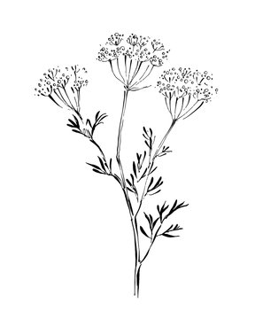 recommend clip art: Line drawing of anise on white background. Hand-drawn vector illustration.