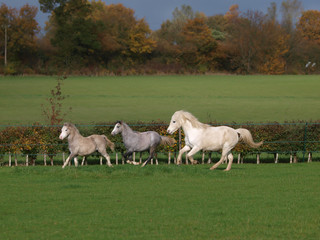 Fototapeta na wymiar Running Ponies