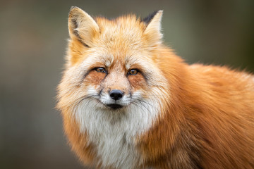 Naklejka na ściany i meble Red fox in the forest