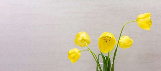 Bouquet of yellow Tulip flowers in a glass vase on a grey background with a copy space