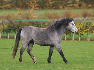 Welsh Pony At Liberty