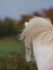 Horse Abstract