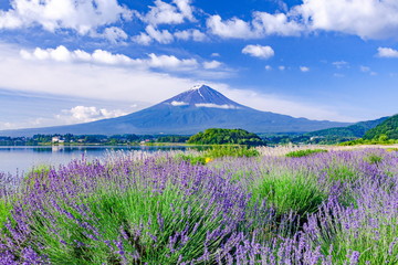 Fototapeta na wymiar 富士山とラベンダー、山梨県富士河口湖町大石公園にて