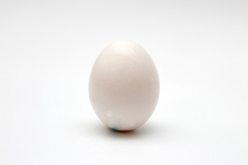 Egg on a white background