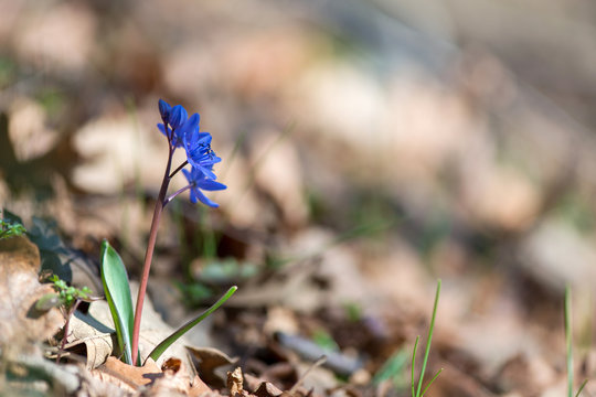 Alpine squill or two-leaf squill, Scilla bifolia blooming in spring forest - selective focus, copy space