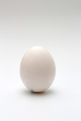 Egg on a white background