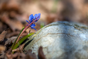 Alpine squill or two-leaf squill, Scilla bifolia blooming in spring forest - selective focus, copy...