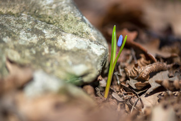Alpine squill or two-leaf squill, Scilla bifolia blooming in spring forest - selective focus, copy space