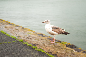 Seagull on San Francisco beach near Golden Gate, California, USA in cloudy rainy day. Birds near to people. Wildlife in big city