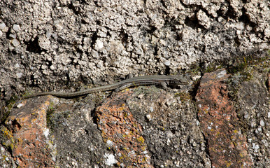 small lizard