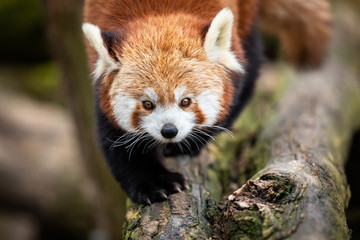 Red panda walking on the tree