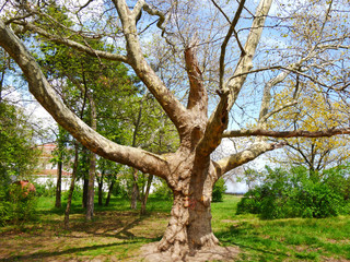 Sycamore. Platan. Plane-tree. Beautiful  sycamore.