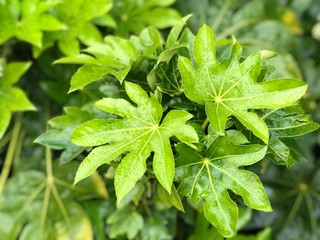 Fatsia japonica, dark green glossy leaves that are held on spreading stems. The leaves are very large, have a maple-leaf shape. Blooming in winter time in the botanical garden. Feeling freshness.