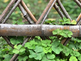 Green Shamrock leaves with stripes bamboo in a diamond shape, clover leaves a lucky symbol of Saint Patrick's Day, holiday concept feeling fresh in natural. selective focus blurred background.
