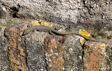 small lizard