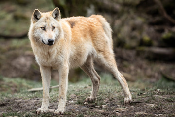 Timberwolf in the forest