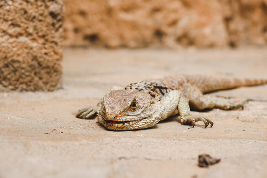 laudakia stellio  a reptile of greek countries