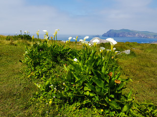 White flowers and view of coast Ireland 