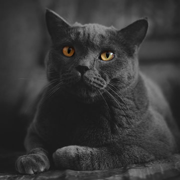 Black British Cat Closeup With Yellow Eyes In Dark Background. Wallpaper