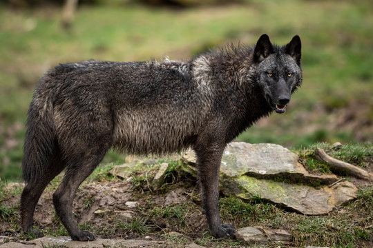 American wolfdog deals