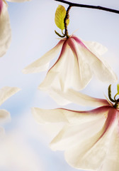 Fototapeta na wymiar Blossoming of magnolia white flowers in spring time, natural seasonal background