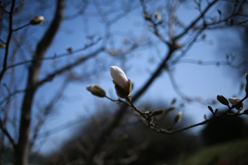  Spring blooming magnolia in a botanical garden against a blue sky