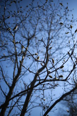 Fototapeta na wymiar Spring blooming magnolia in a botanical garden against a blue sky