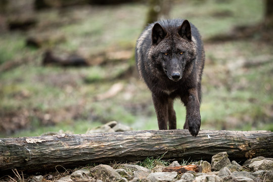 Timberwolf in the forest