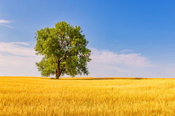 Landscape of lone standing tree with a field of grain covered by blue sky and minor clouds at...