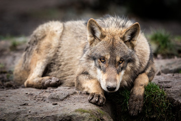 Fototapeta premium Portrait of grey wolf in the forest
