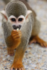 skull monkey