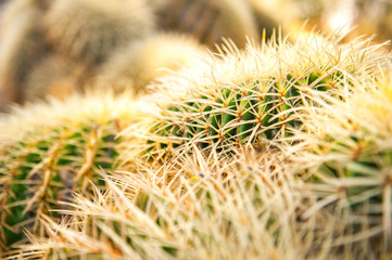 Close-up texture of green and yellow cactus with needles with selective focus. Cactus background. Arizona cactus garden in Stanford university, California, USA